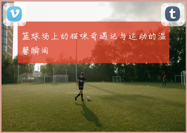 篮球场上的猫咪奇遇记与运动的温馨瞬间